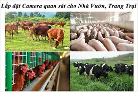 Lắp đặt Camera quan sát cho Nhà Vườn, Trang Trại